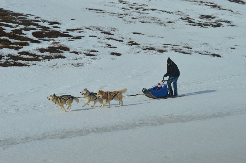 Dog sledding (04).JPG